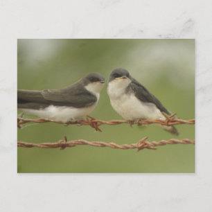 Carte postale Tree Swallow