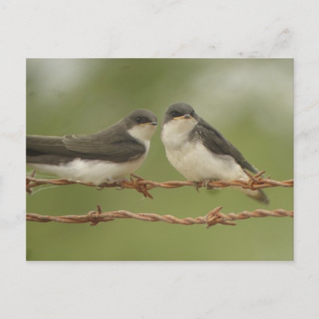 Carte postale Tree Swallow (Devant)