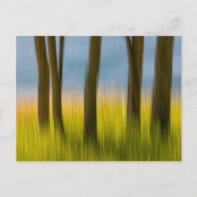 Carte Postale Tree Trunks and Grass | San Juan Islands, WA (Devant)
