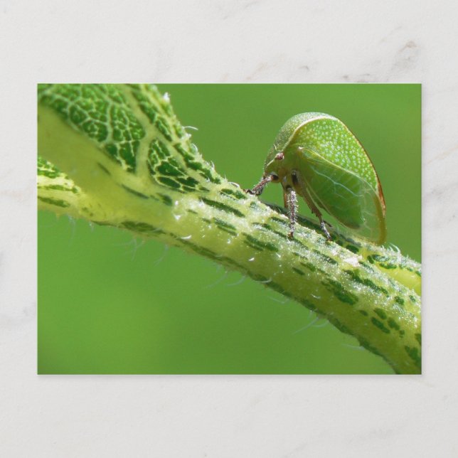 Carte postale Treehopper. (Devant)