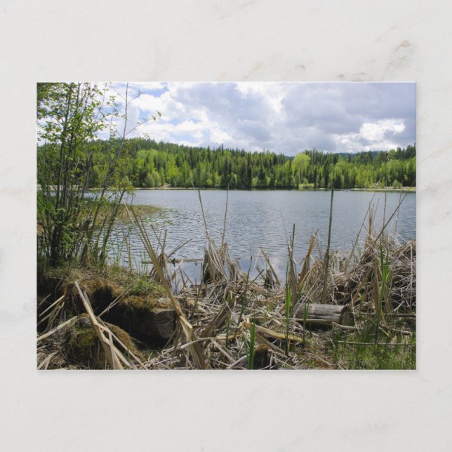 Carte Postale Trees Lake et Sky Marshall Lake Limite B.C. (Devant)