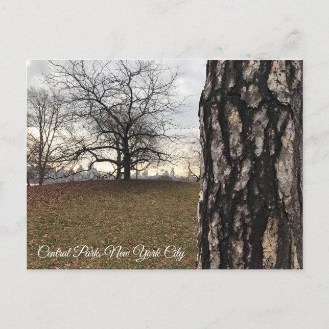 Carte Postale Trees New York NYC Sunrise Central Park Skyline (Devant)