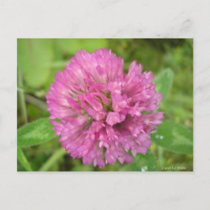 Carte Postale Trèfle rouge