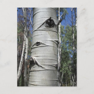 Carte Postale Tremble d'Aspen