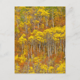 Carte Postale Tremble grove en couleur d'automne maximale dans