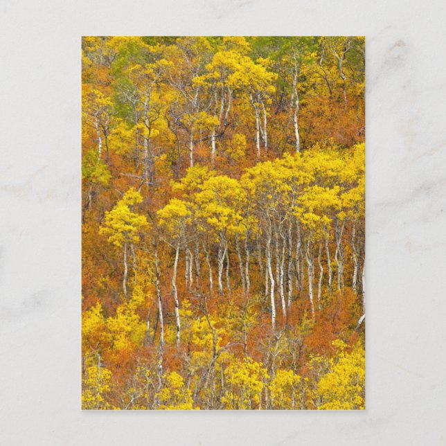 Carte Postale Tremble grove en couleur d'automne maximale dans (Devant)