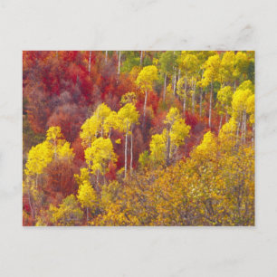 Carte Postale Trembles colorés dans Logan Canyon Utah en 2