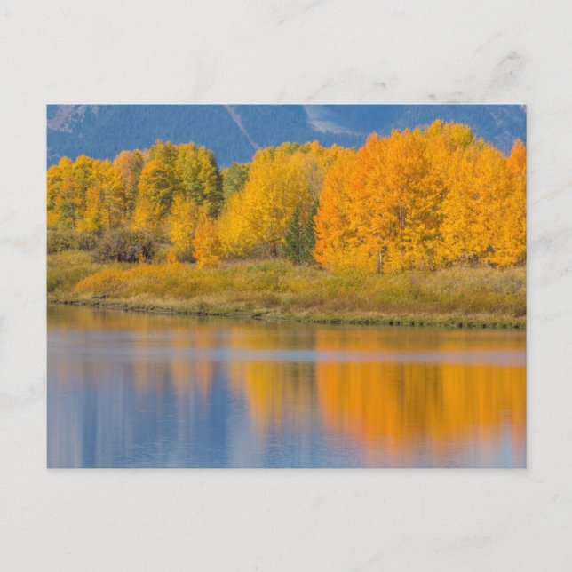 Carte Postale Trembles d'automne colorées (Devant)