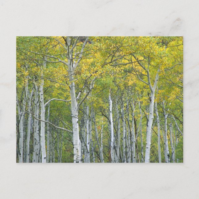 Carte Postale Trembles d'automne dans le col de McClure dans le  (Devant)