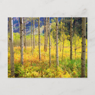 Carte Postale Trembles en automne dans les Rocheuses