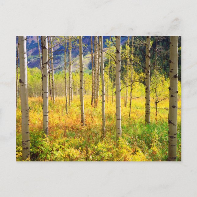 Carte Postale Trembles en automne dans les Rocheuses (Devant)