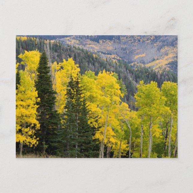 Carte Postale Trembles (Populus Tremuloides) et conifères 2 (Devant)