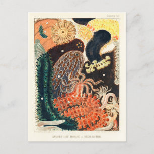 Carte Postale Trepang de la Grande Barrière vintage ou Bêche-de-