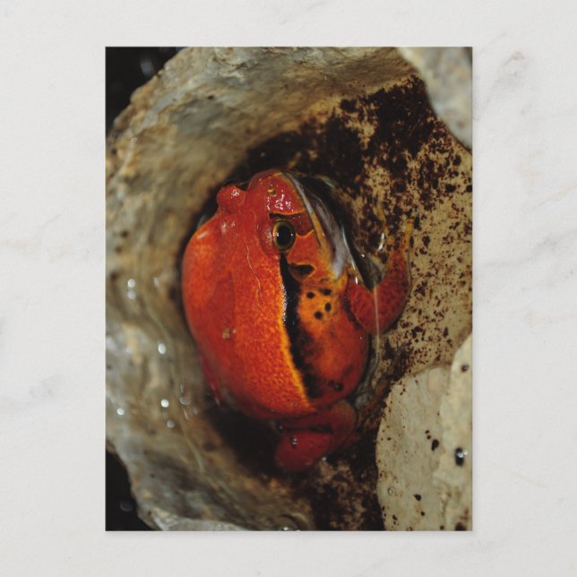 Carte Postale Très belle grenouille tomate. Grenouille de couleu (Devant)