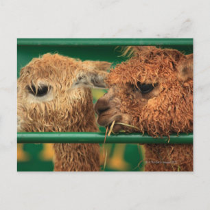 Carte Postale très mignon lamas tous deux regardant quelque chos