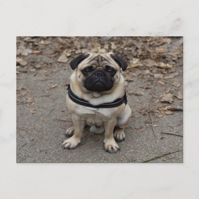 Carte Postale Très Sérieux Pug (Devant)