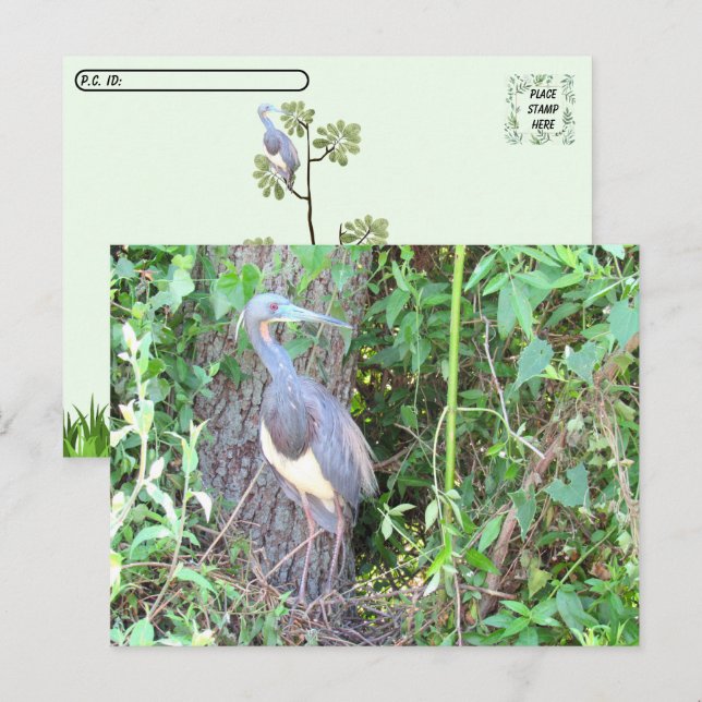 Carte Postale Tri-Color Heron Building a Nest (Devant / Derrière)