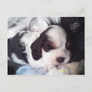 Carte Postale Tri coloré cocker spaniel chiot