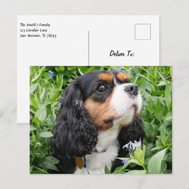 Carte Postale Tri Couleur Cavalier King Charles Spaniel Chien (Devant / Derrière)