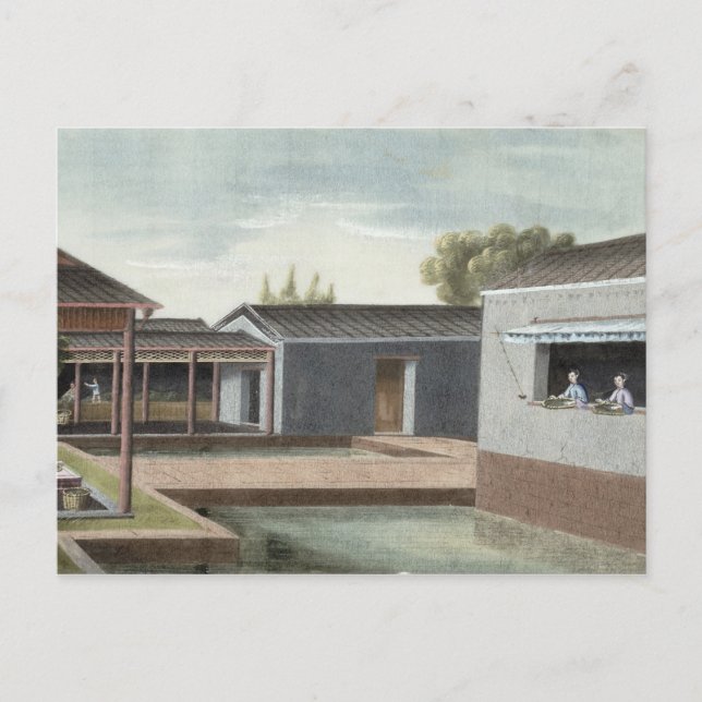 Carte Postale Tri du thé (avec c/c sur papier) 2 (Devant)