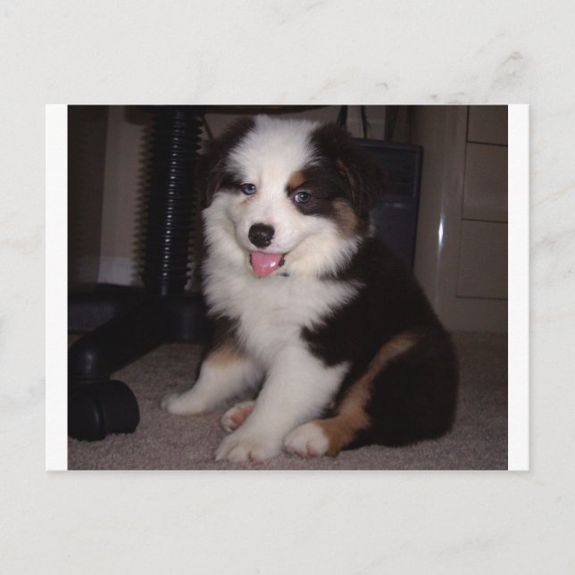 Carte Postale tri rouge Chiot mini aussie (Devant)