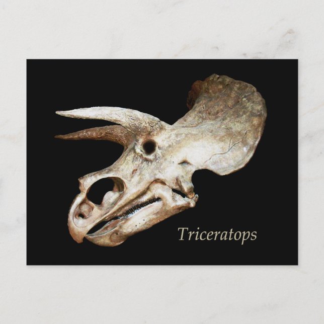 Carte postale Triceratops Skull (Devant)