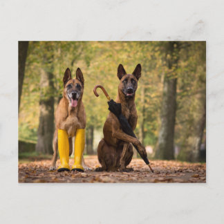 Carte Postale Trick dogs I
