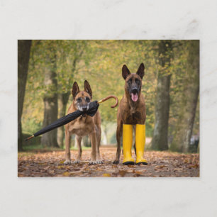 Carte Postale Trick dogs II