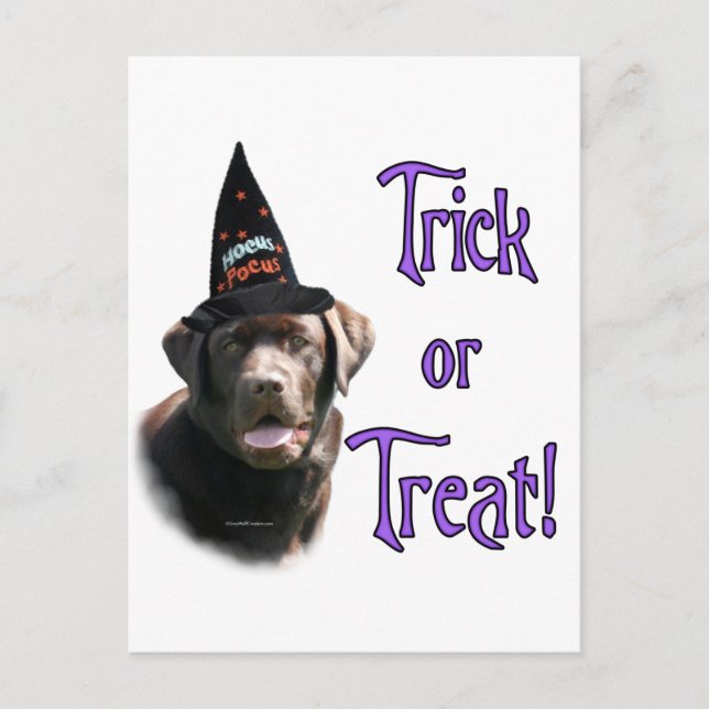 Carte Postale Trick Labrador Retriever (chocolat) (Devant)