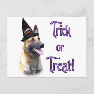 Carte Postale Trick Malinois