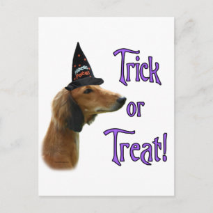 Carte Postale Trick Saluki