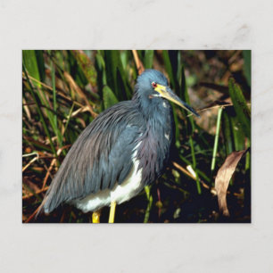 Carte Postale Tricolor Heron