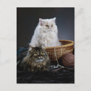 Carte Postale tricot laine drôle d'anniversaire furry chat perse