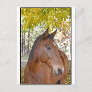 Carte Postale Trigger ~ L'Incroyable cheval Secouru