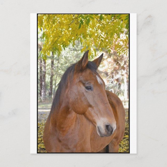 Carte Postale Trigger ~ L'Incroyable cheval Secouru (Devant)