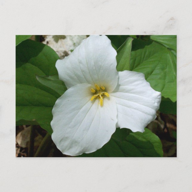Carte Postale Trillium blanc sauvage (Devant)