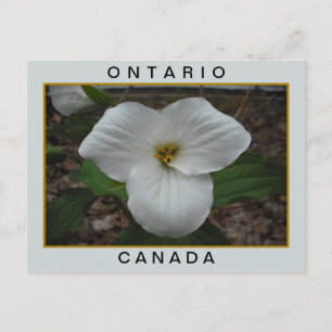 Carte Postale Trillium de l'Ontario, Canada