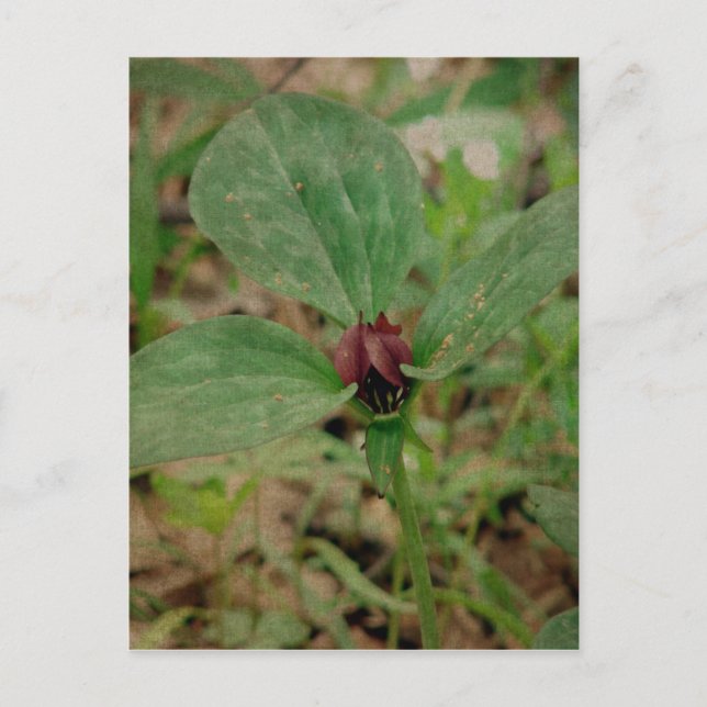Carte Postale Trillium Flower (Devant)