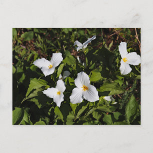 Carte Postale Trillium grandiflorum, péninsule supérieure du Mic