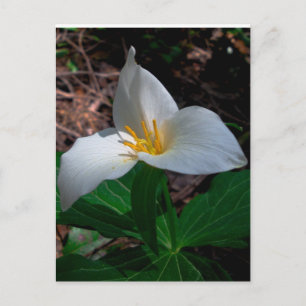Carte Postale Trillium occidental 01