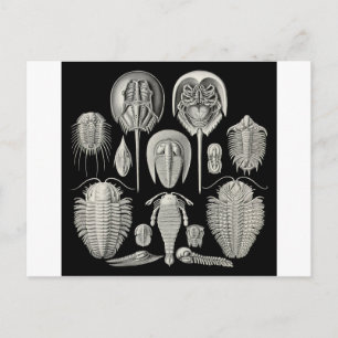 Carte Postale Trilobite !