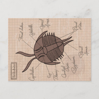 Carte Postale Trilobite