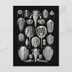 Carte Postale Trilobites and Sea Scorpions