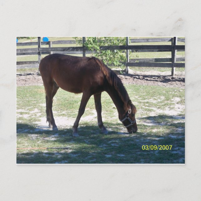 Carte Postale Trimestre Colt Paso (Devant)