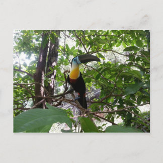 Carte postale Trinidad Toucan à la facture de cana