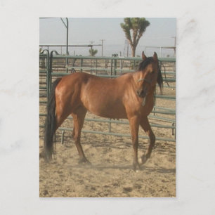 Carte Postale "Trinket"