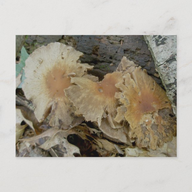 Carte Postale Trio Agé Champignons (Devant)