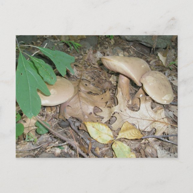 Carte postale Trio Champignon Suède (Devant)