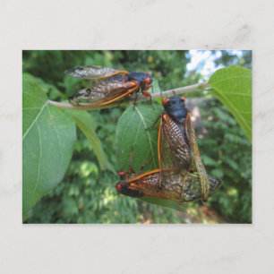 Carte Postale Trio Cicada