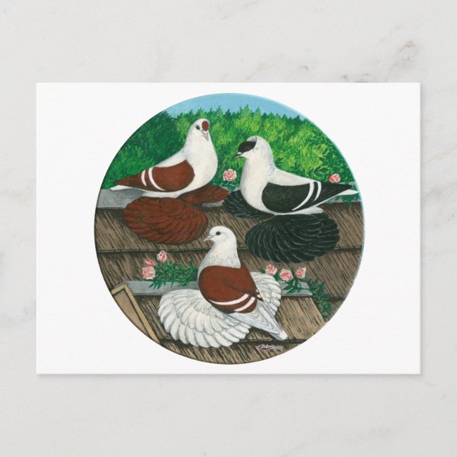 Carte Postale Trio couleur Pigeon (Devant)